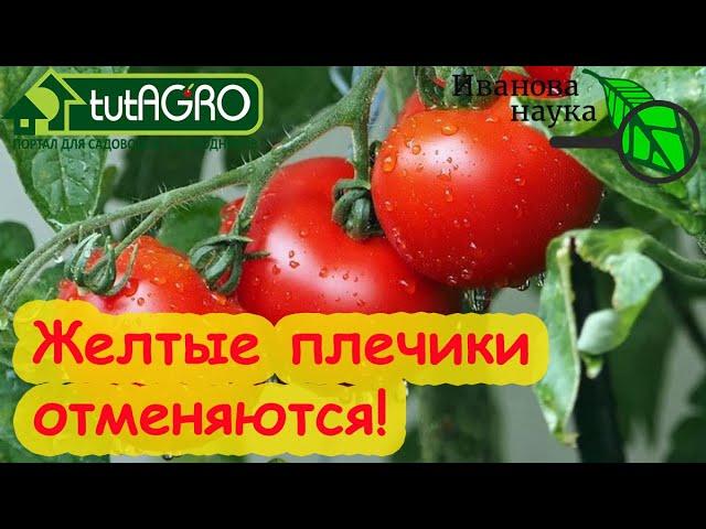 ВКУСНЫЕ ТОМАТЫ: ГДЕ ВЗЯТЬ КАЛИЙ ДЛЯ ПОДКОРМКИ. Бесплатный органический калий у вас под носом!