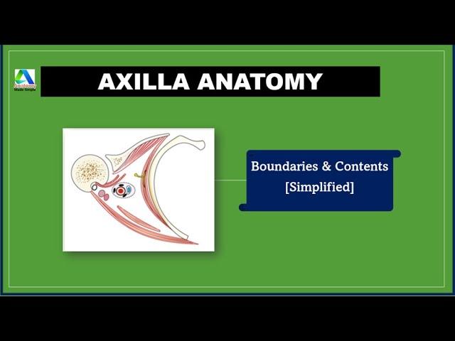 Axilla Anatomy - Boundaries and Contents [Simplified]