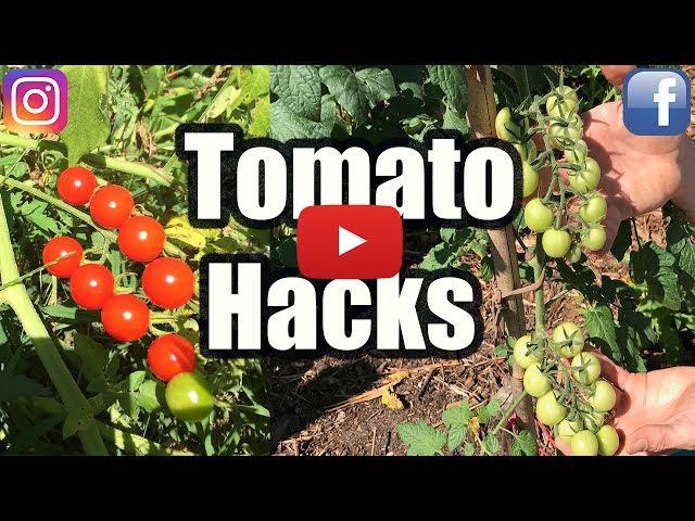 GROW TOMATOES NOT LEAVES, 3 TOMATO HACKS!