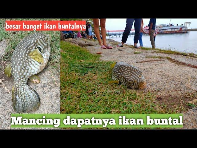 Mancing dapatnya ikan buntal #mancing #vlog #ikan