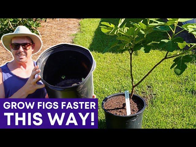 Surprising Benefits of Growing Figs in Pots