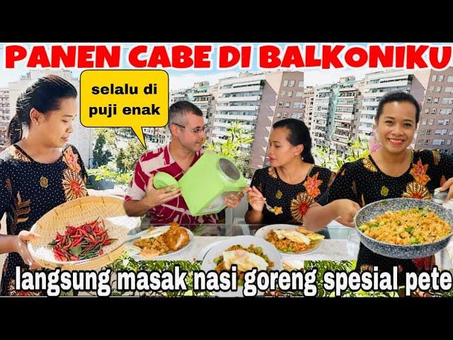 PANEN CABE DI BALKONIKU LANGSUNG MASAK NASI GORENG SPESIAL PETE !! SELALU DI PUJI ENAK