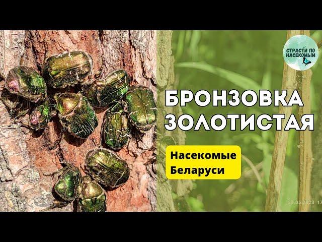 Бронзовка золотистая - любитель древесного сока / Насекомые Беларуси