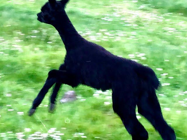 Baby alpaca cria zoomies