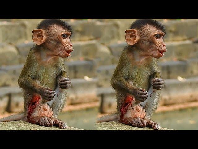 Poor abandon baby monkey sit cry sound loudly pain, Baby got big injury