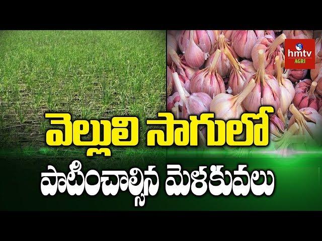 Garlic Cultivation Guide for Beginners | hmtv Agri