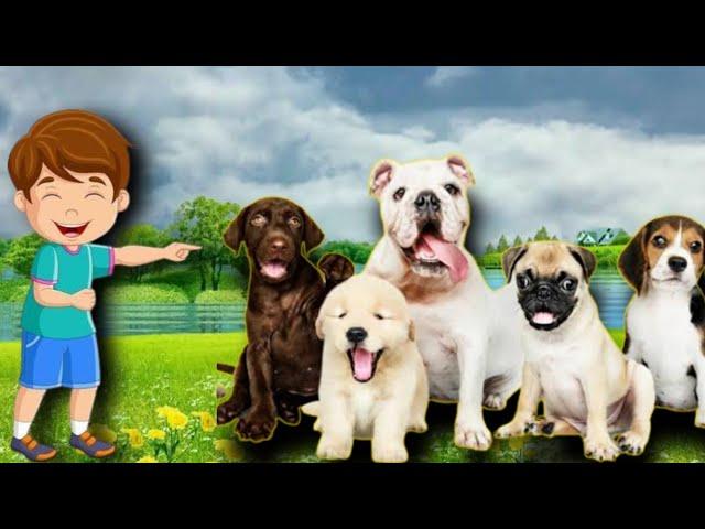 Best Animals Funny Moments  | Comedy videos Dogs  | Animal verse