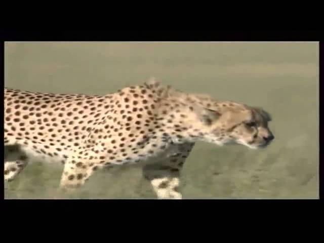 Cheetah Reachind Speeds Of 110kmh Attacking Gazelle