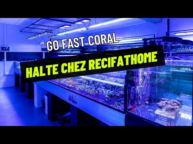 Go Fast Coral : halte chez recifathome, visite complet en exclusivité !!!!!!!!