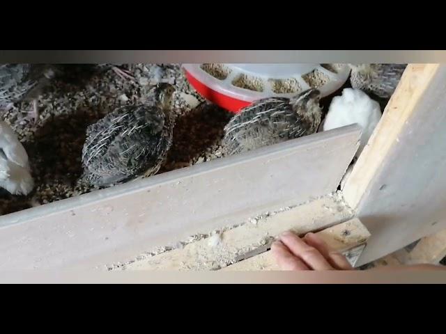 устройство брудера и как я реализую свою продукцию