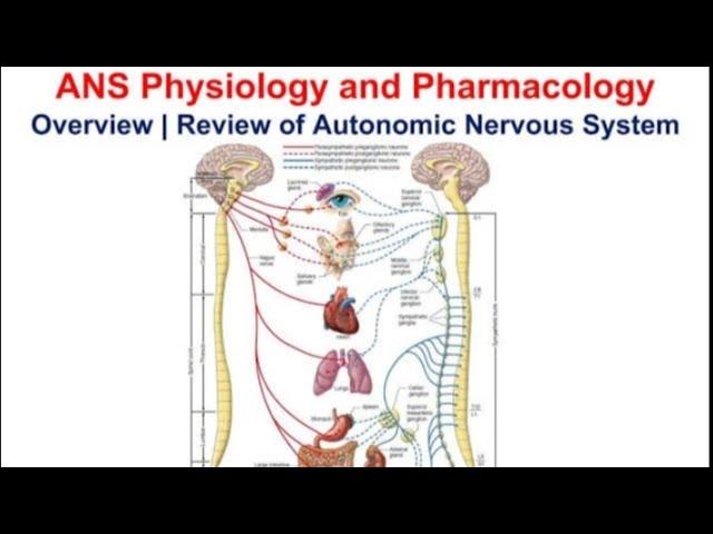 PHARMACOLOGY Autonomic nervous system introduction p2 with all important stuff