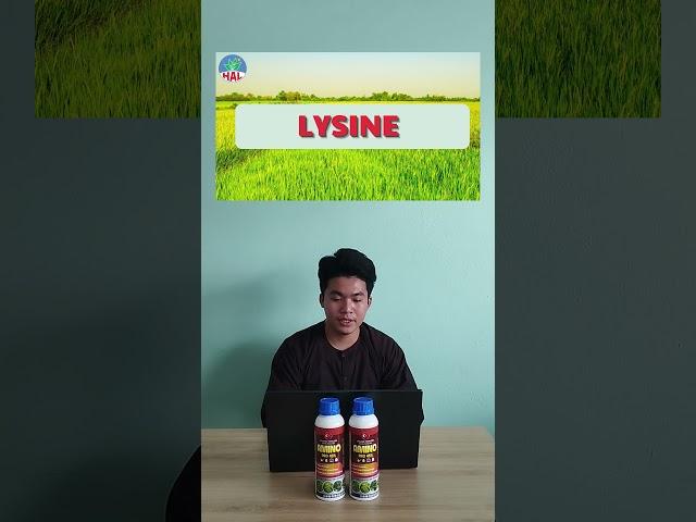 Tác Dụng Nổi Bật Của Một Số Loại Acid Amin Giúp Cây Lúa Vượt Điều Kiện Bất Lợi (phần 1)
