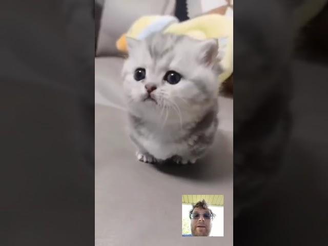 VictorTheMisanthrope reacts to “Cute baby kitten meow ️” (Lovelykittens585) #cutekittensvides