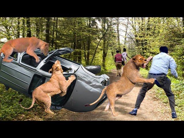 Aghast! Bloodthirsty Lions Crazy Attacks People And Cars When Invading Their Territory