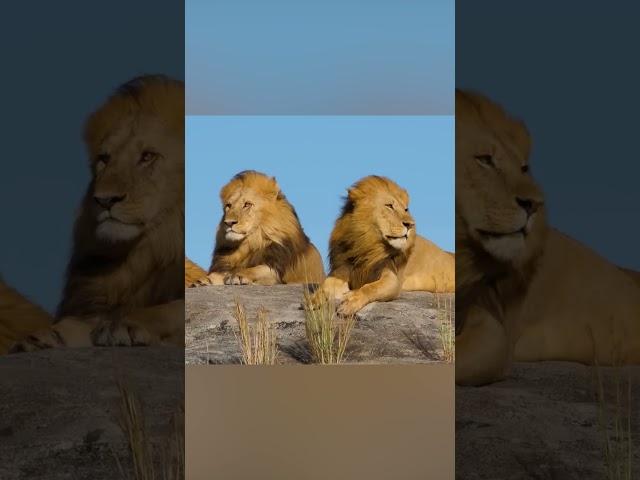 Домашний кот или Царь зверей