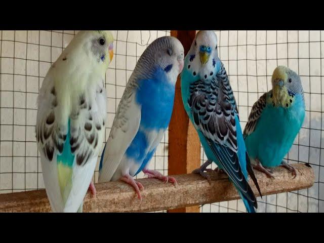 Happy Budgie sounds