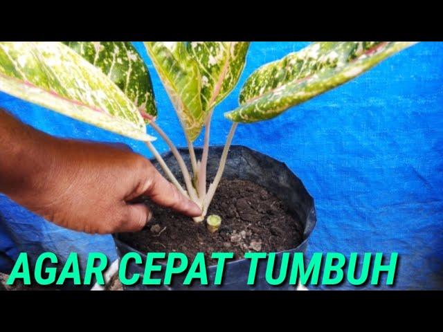 Cara Menanam Aglaonema Dengan Stek Batang