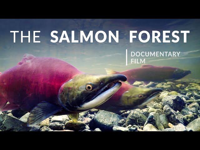 The Salmon Forest | Tongass National Forest - Alaska Nature Documentary