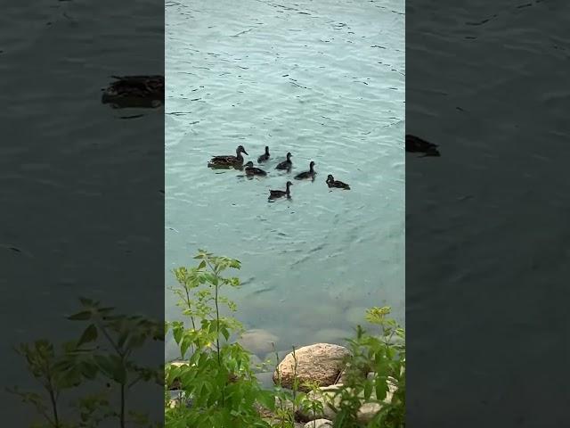 Mother duck teaching ducklings how to dive#shorts #duck #wildlife #canada