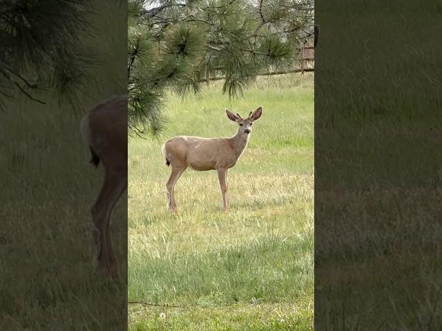 Do Deer have allergies⁉️ #sneeze #bucks #nature #fyp
