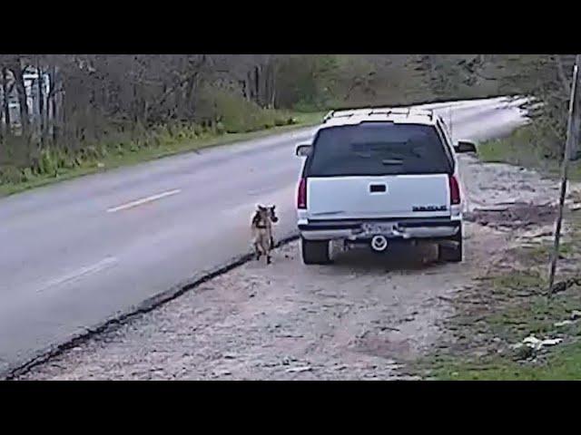 Surveillance video captures man abandoning dog on side of Dallas street