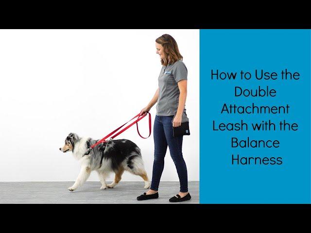 The Perfect Leash for Strong Pullers | How to use the Double Attachment Leash w/ the Balance Harness