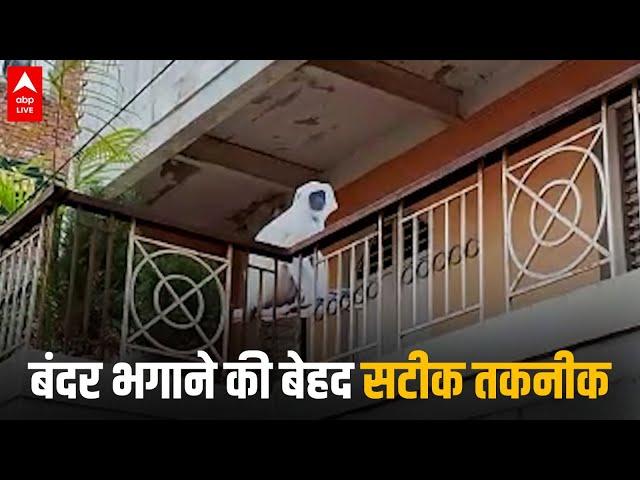 UP News: बंदर भगाने की बेहद सटीक तकनीक | Varanasi  | ABP LIVE