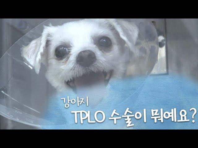 [슬기로운 성심생활] Ep21. #강아지 #TPLO 수술이 뭐예요?