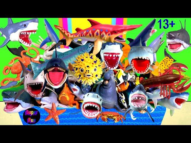 Sea Animals - Sharks, Whales, Fish, Shellfish, Cephalopods, Turtles, Crustaceans, Rays 13+