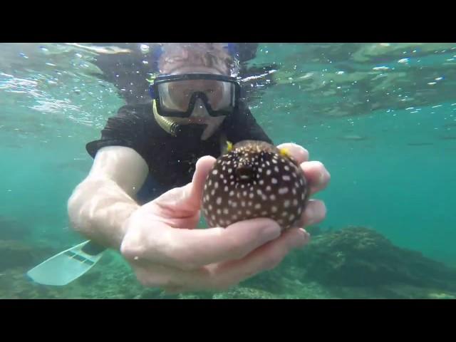 Catching Pufferfish