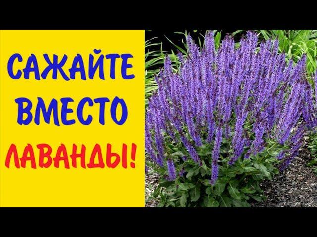 PLANT instead of LAVENDER these FLOWERS! They are unpretentious and very similar to lavender.