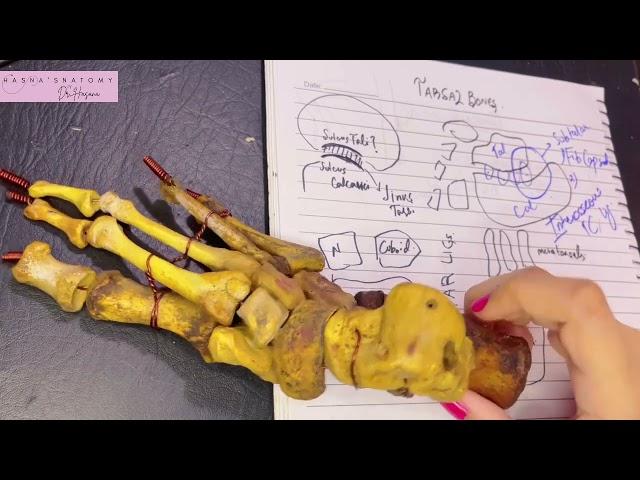 Joints Of Foot | Subtalar | Talocalcaneonavicular Calcaneocuboid | Axis of Inversion & Eversion