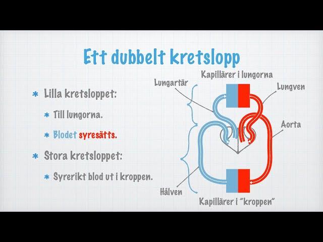 Människans cirkulationssystem. Hjärta, blodkärl och blodtryck