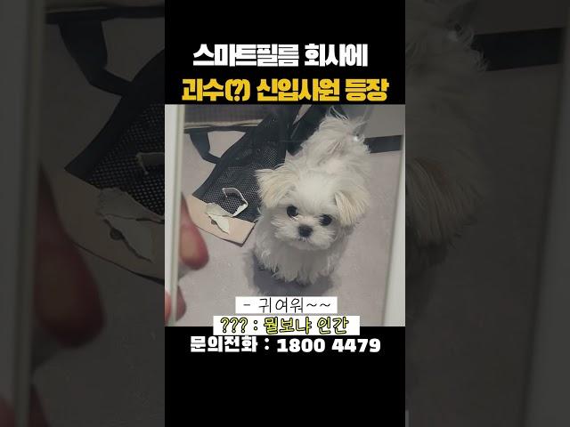 스마트필름 회사에 괴수(?) 신입사원 등장!! mp4                        #인테리어 #pdlc #스마트필름 #귀여운 #신기한 #브이로그 #강아지 #강아지일상