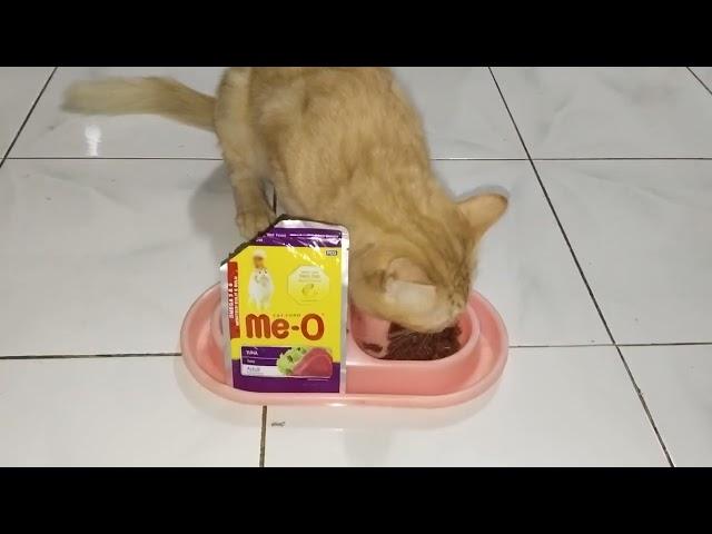 CATLOVERS #video @wlz turet