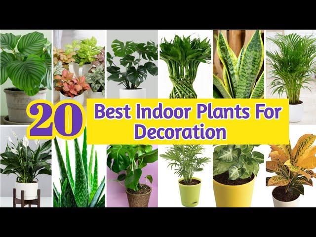 20 Best Indoor Plants For Decoration | Best Indoor Plants  For Clean Air | Low light Indoor Plants