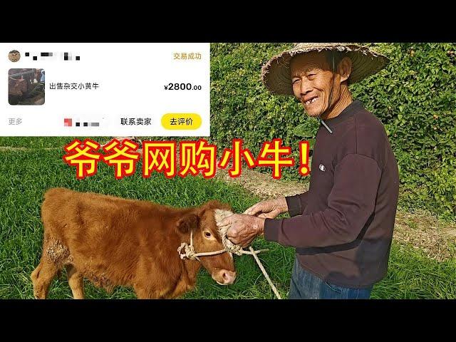 爷爷花2800在网上买了头撞人的小犟牛又多了一个好朋友【开箱嘤嘤怪】