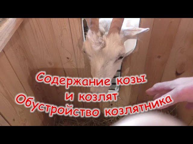 Содержание козы и козлят. Обустройство козлятника.