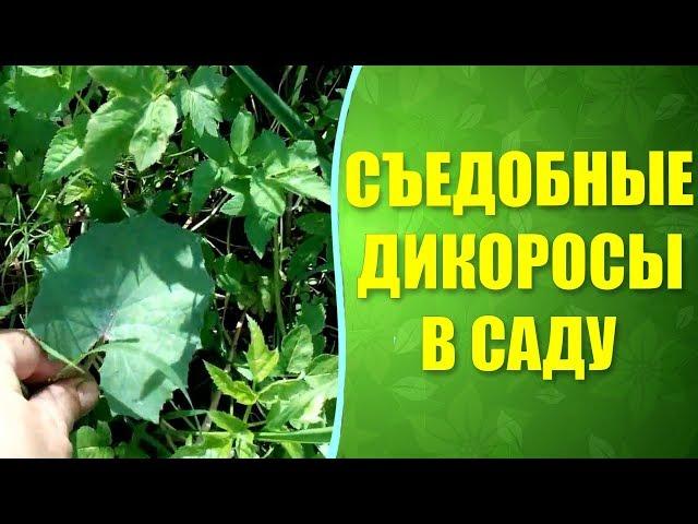  Какие дикоросы можно есть  на садовом участке ? Съедобные сорняки и не только.