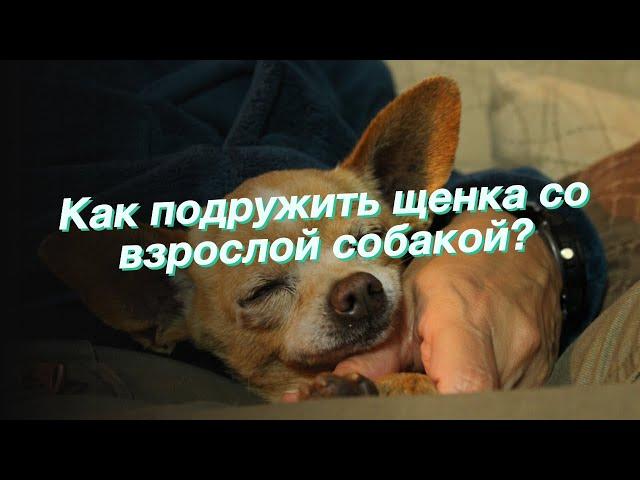 Как подружить щенка со взрослой собакой?