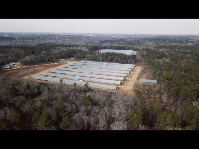 Graphic videos, pictures reveal conditions inside chicken farms in East Texas