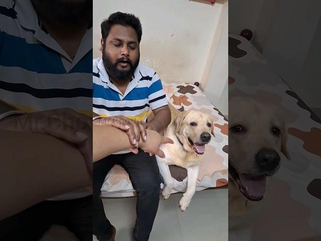 Chottu's massage therapy #pets #famousshorts #lovefordogs #trending #strsongs #funnyvideos #funshort