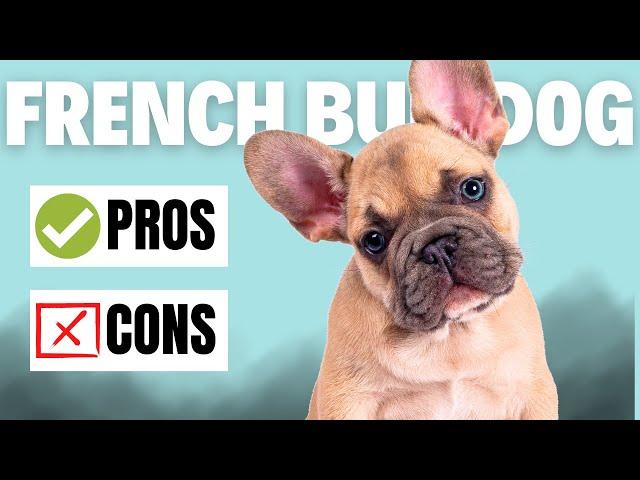 French Bulldog 101: Pros and Cons Of This Adorable Breed