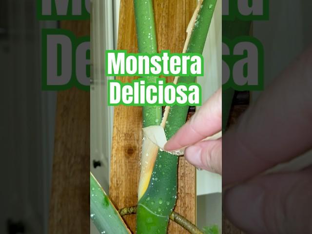 #monsteradeliciosa #monstera #plantmove #houseplants #plants