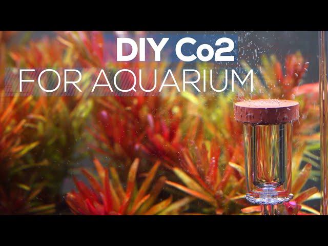 How To Make DIY CO2 For Aquarium | LOW BUDGET DIY CO2 For PLANTED AQUARIUM