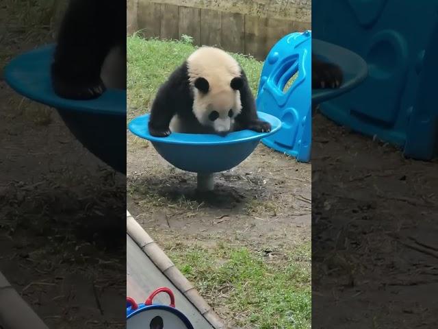 喂！后面那熊小子！有点不讲武德！搞偷袭！ #panda #大熊貓