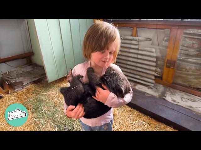 Baby Wombat Falls In Love With Little Girl And Joins Her Dance Routines | Cuddle Buddies