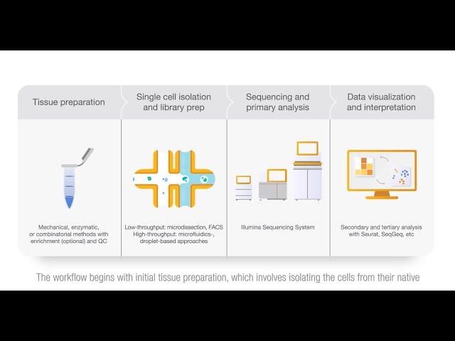 Illumina Single-cell Sequencing and Analysis Workflow