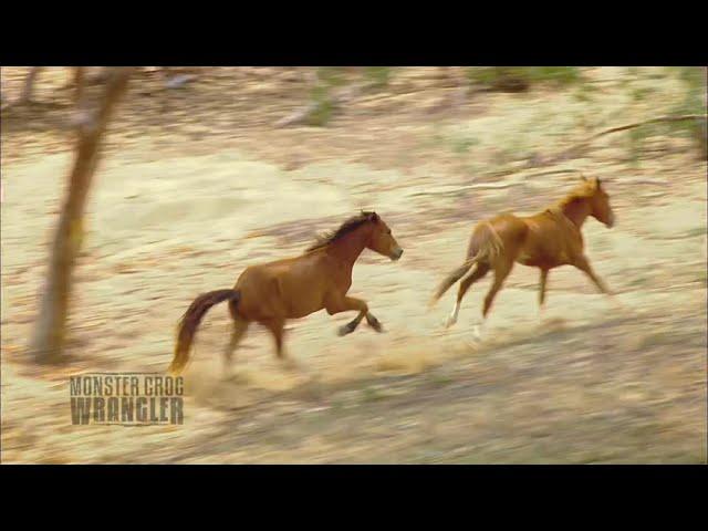 Brumbies in the wild