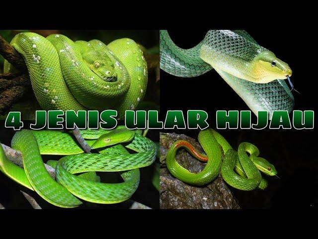 4 Jenis ular hijau Indonesia | Aral Cs
